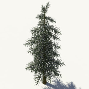 conifer-tree-winter-3d-model-4