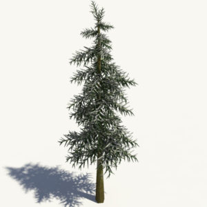 conifer-tree-winter-3d-model-5
