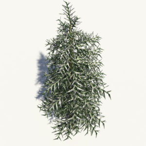 conifer-tree-winter-3d-model-6