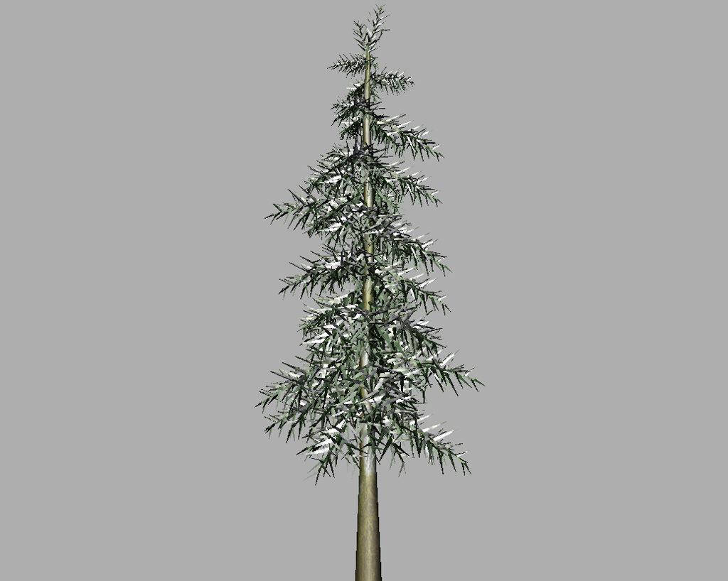 conifer-tree-winter-3d-model-9