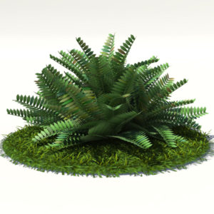 fern-bush-3d-model-shrubs-1