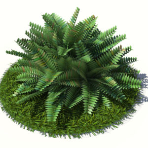 fern-bush-3d-model-shrubs-2