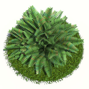fern-bush-3d-model-shrubs-4