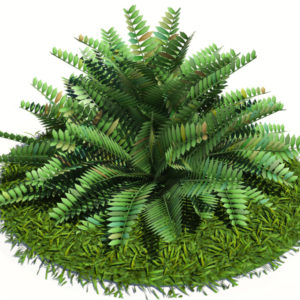 fern-bush-3d-model-shrubs-5