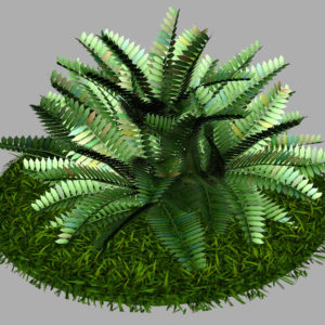 fern-bush-3d-model-shrubs-6