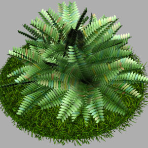 fern-bush-3d-model-shrubs-7