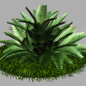 fern-bush-3d-model-shrubs-8