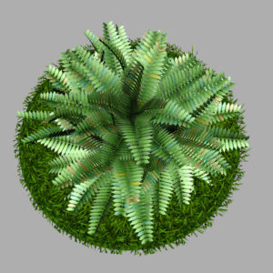 fern-bush-3d-model-shrubs-9