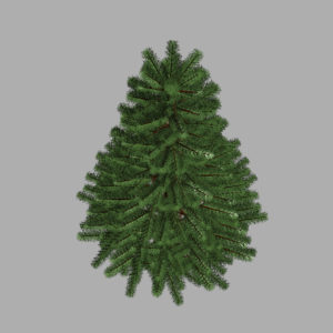 pine-tree-3d-model-6