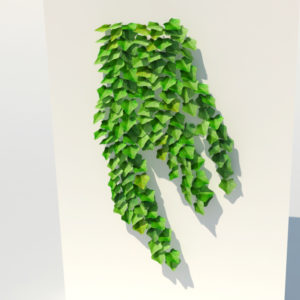 ivy-plant-3d-model-14