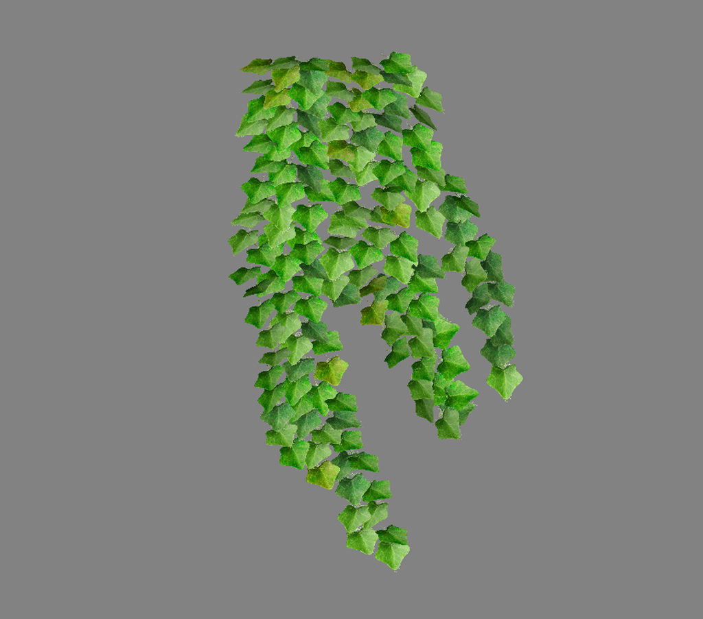 ivy-plant-3d-model-15