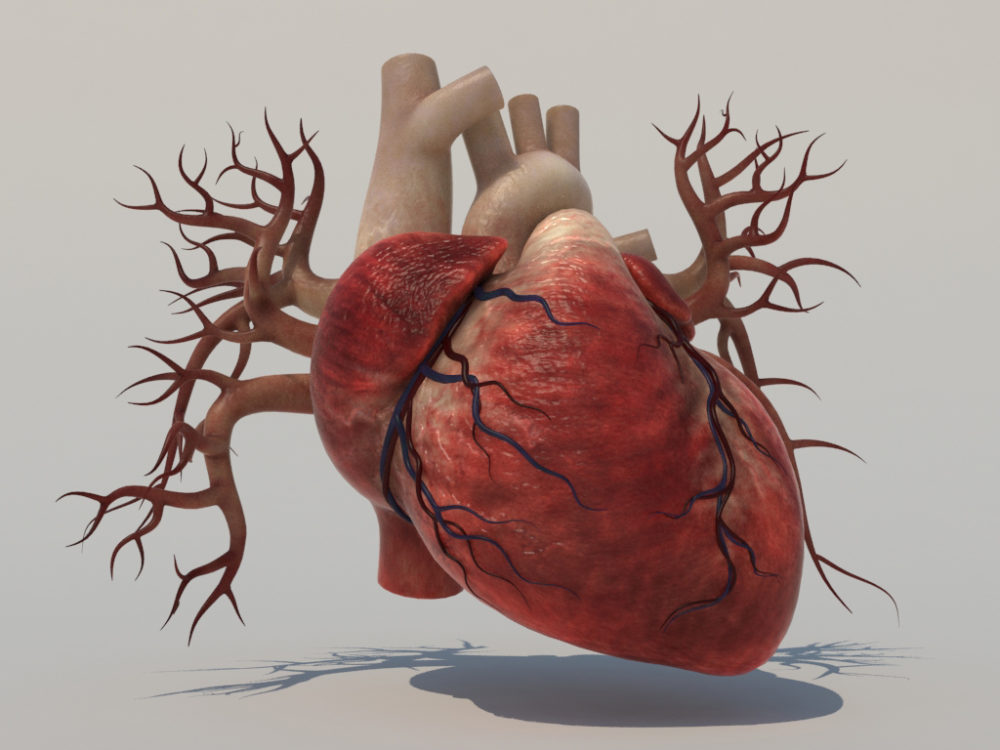 Human Heart 3D Model Realtime 3D Models World   Human Heart 3d Model 1 1000x750 