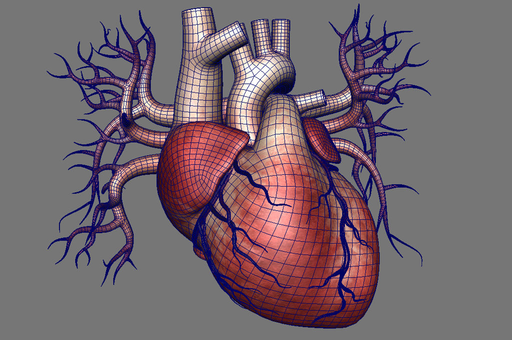 human-heart-3d-model-11