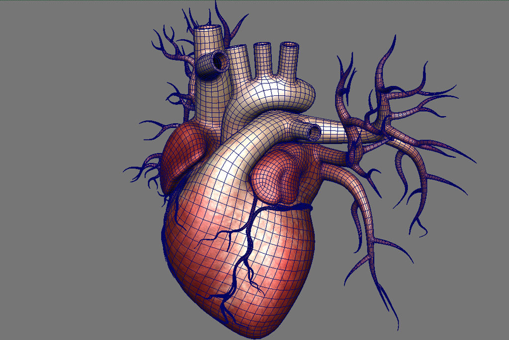 human-heart-3d-model-13