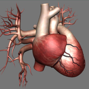 3D Human Heart Model Free Download