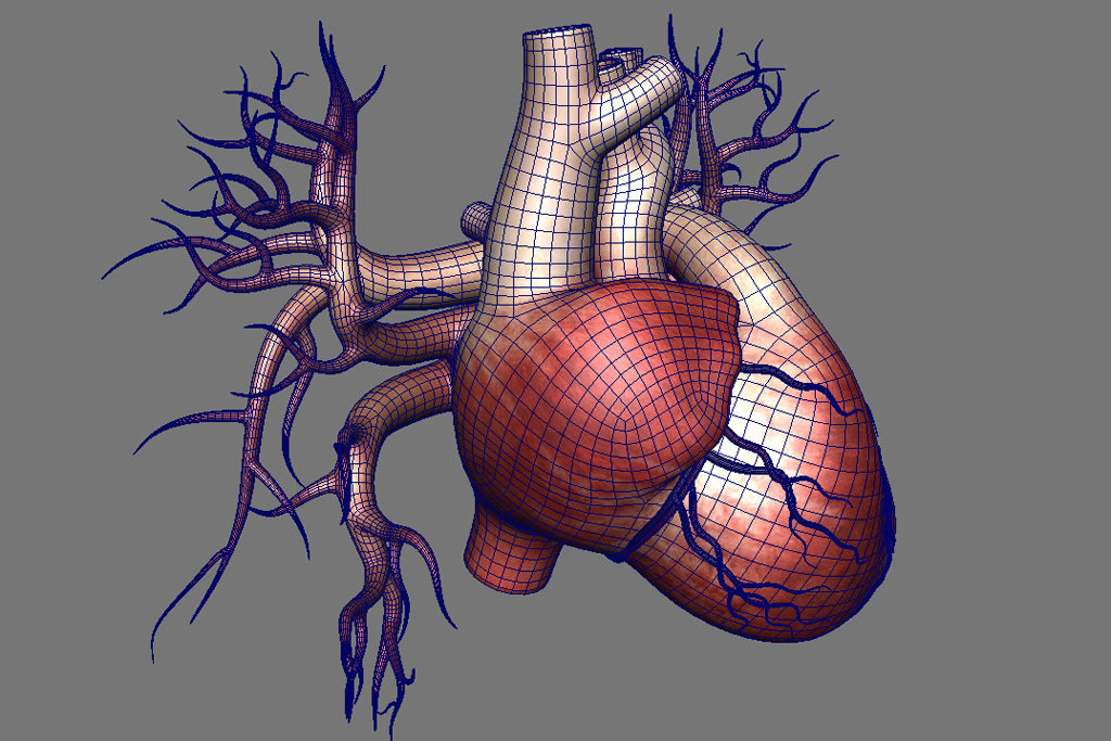 human heart anatomy 3d