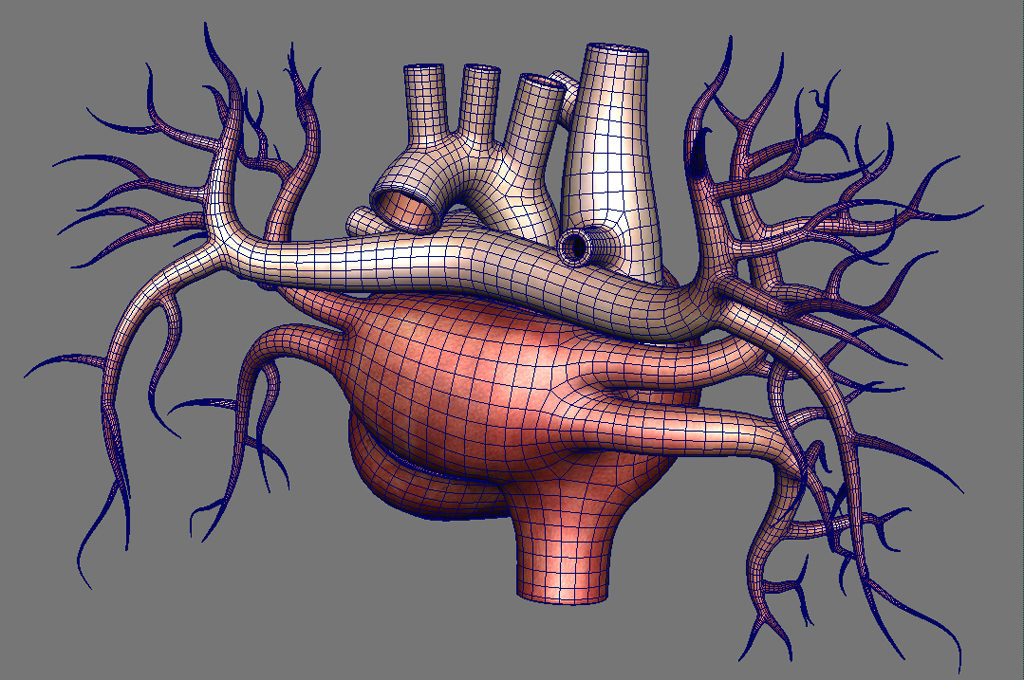 human-heart-3d-model-17