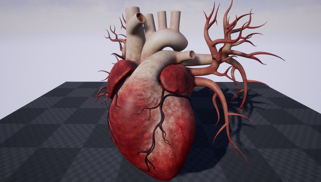 human-heart-3d-model-19