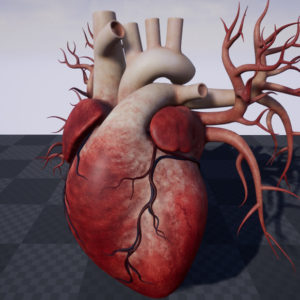 Human Heart 3D Model - Realtime - 3D Models World