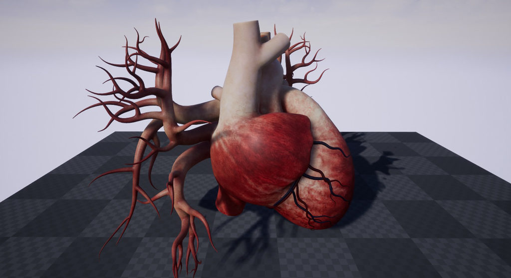 human-heart-3d-model-21
