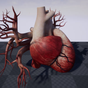 human-heart-3d-model-21