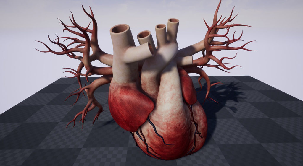 human-heart-3d-model-22