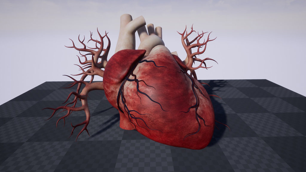 human-heart-3d-model-23