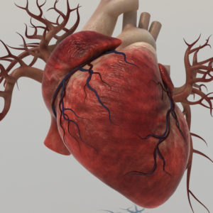 Human Heart 3D Model - Realtime - 3D Models World