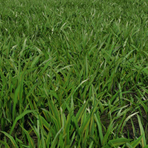 low-poly-grass-3d-model-maya-xgen-2