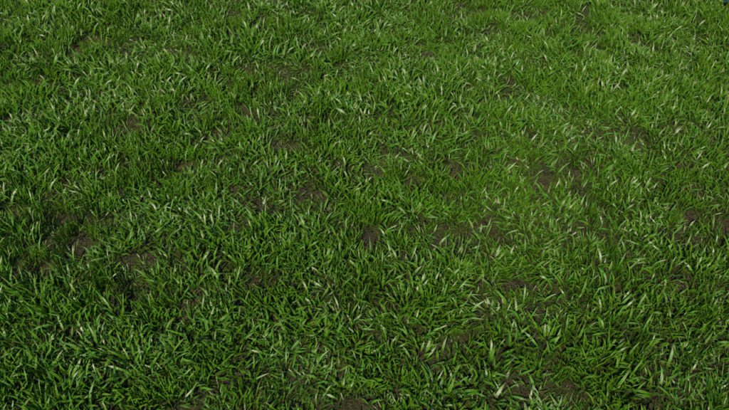 Grass Plant 3D Model – Realtime - 3D Models World