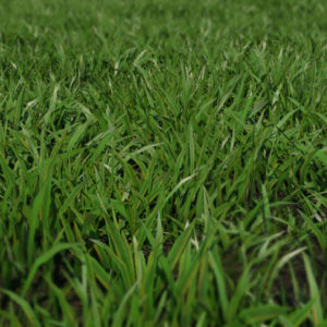 low-poly-grass-3d-model-maya-xgen-4
