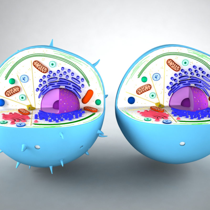 Animal Cell 3D Model - 3D Models World