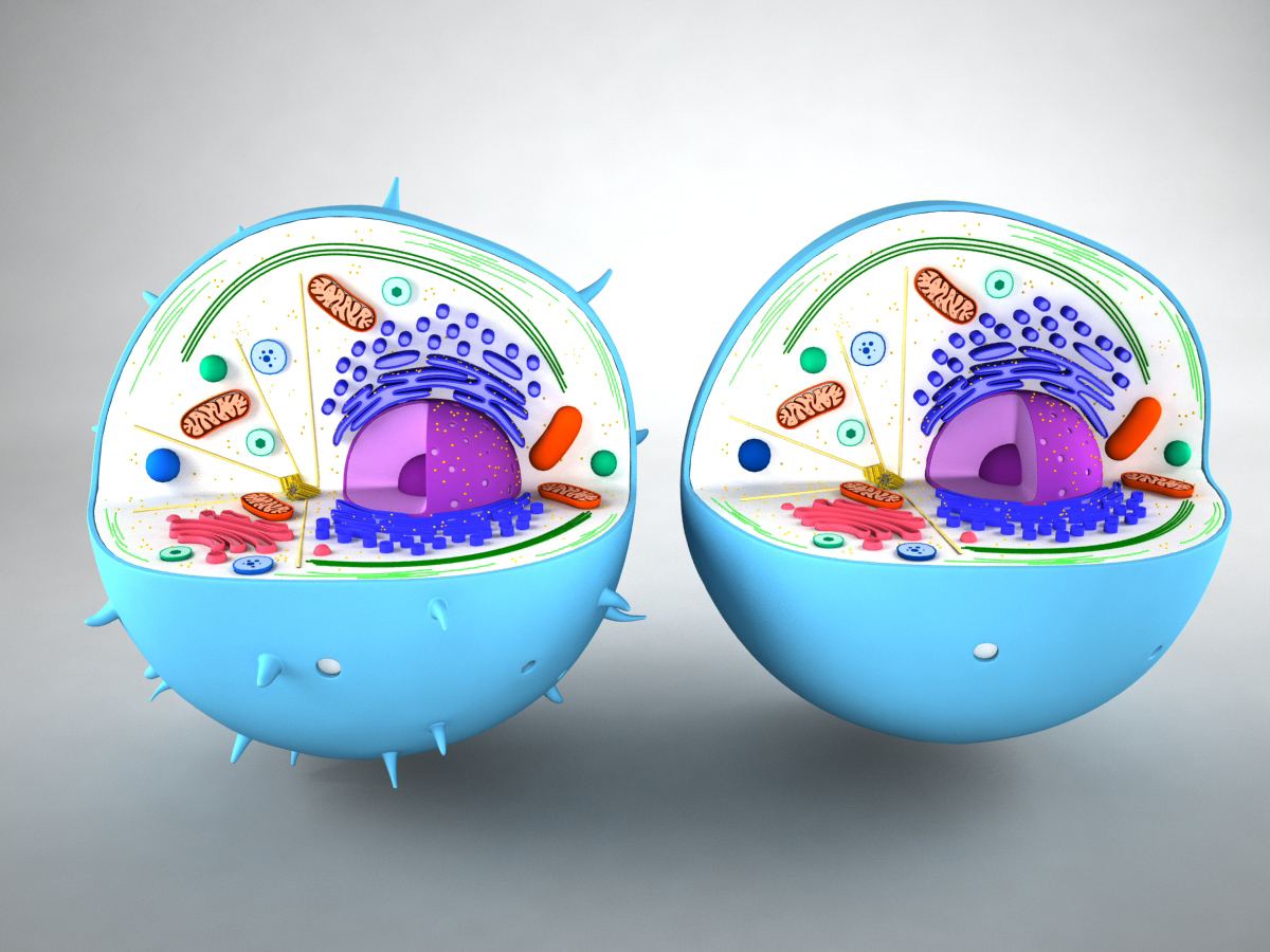 Animal Cell 3d Model 3d Models World