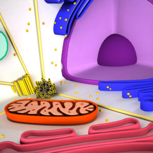animal-cell-cross-section-3d-model-10