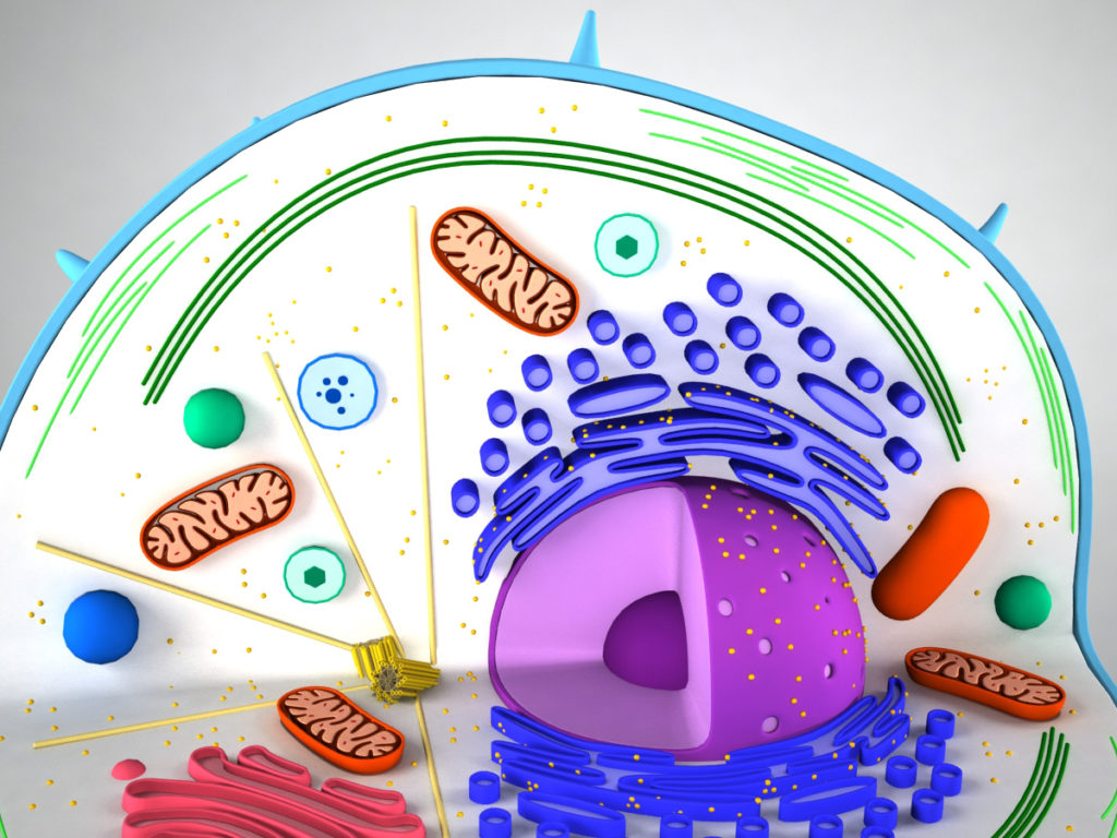 animal-cell-cross-section-3d-model-11