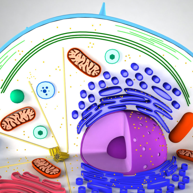 Animal Cell 3d Model Drawing