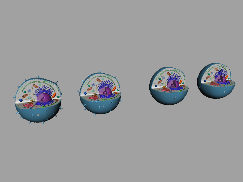 animal-cell-cross-section-3d-model-12