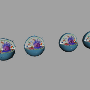 animal-cell-cross-section-3d-model-12