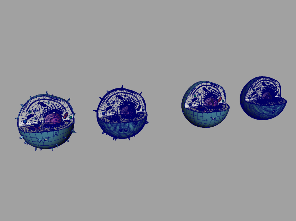 animal-cell-cross-section-3d-model-13