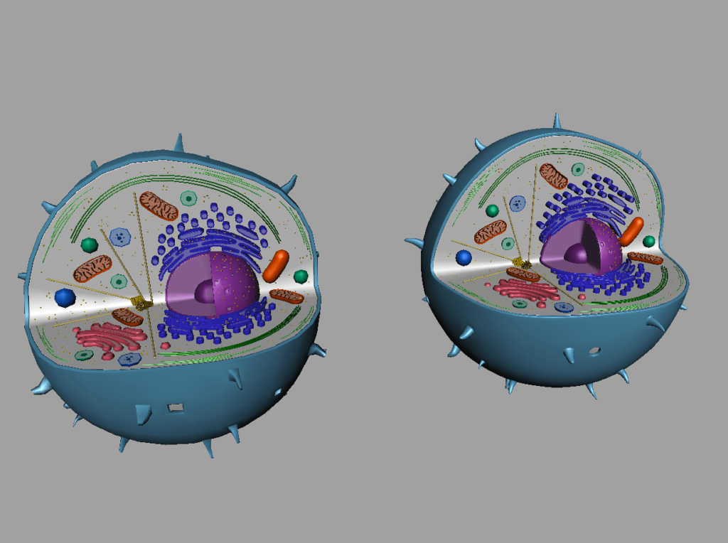 animal-cell-cross-section-3d-model-14