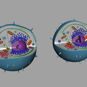 animal-cell-cross-section-3d-model-14