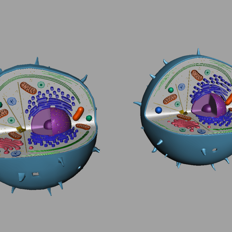 Animal Cell 3D Model - 3D Models World