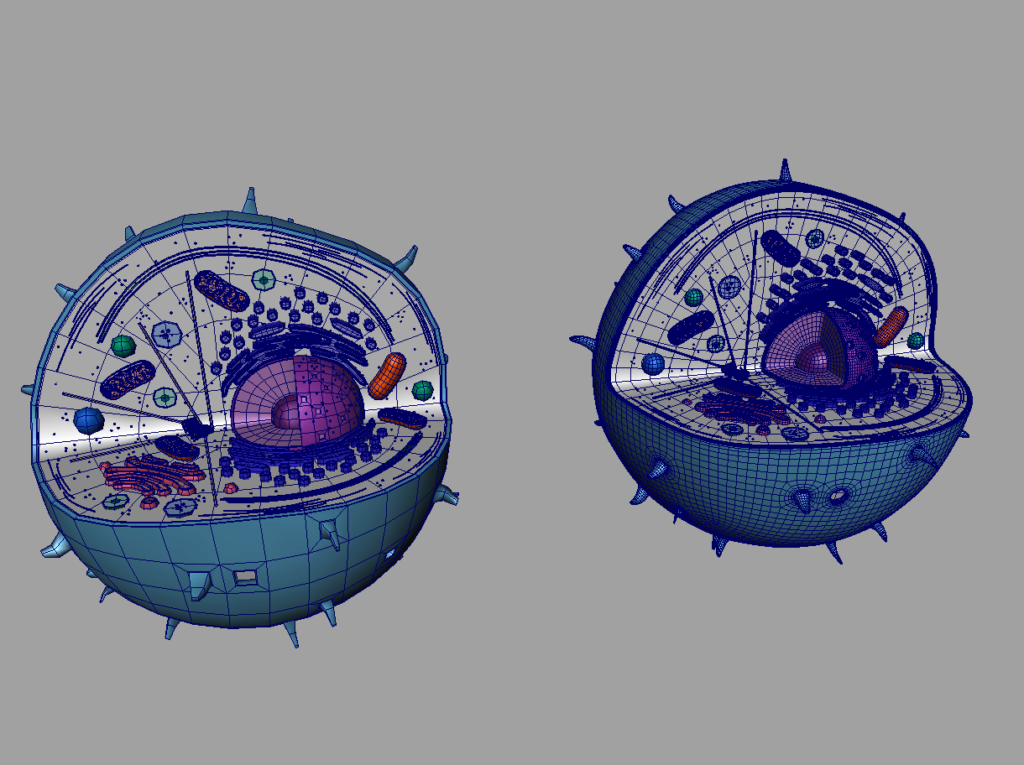 animal-cell-cross-section-3d-model-15