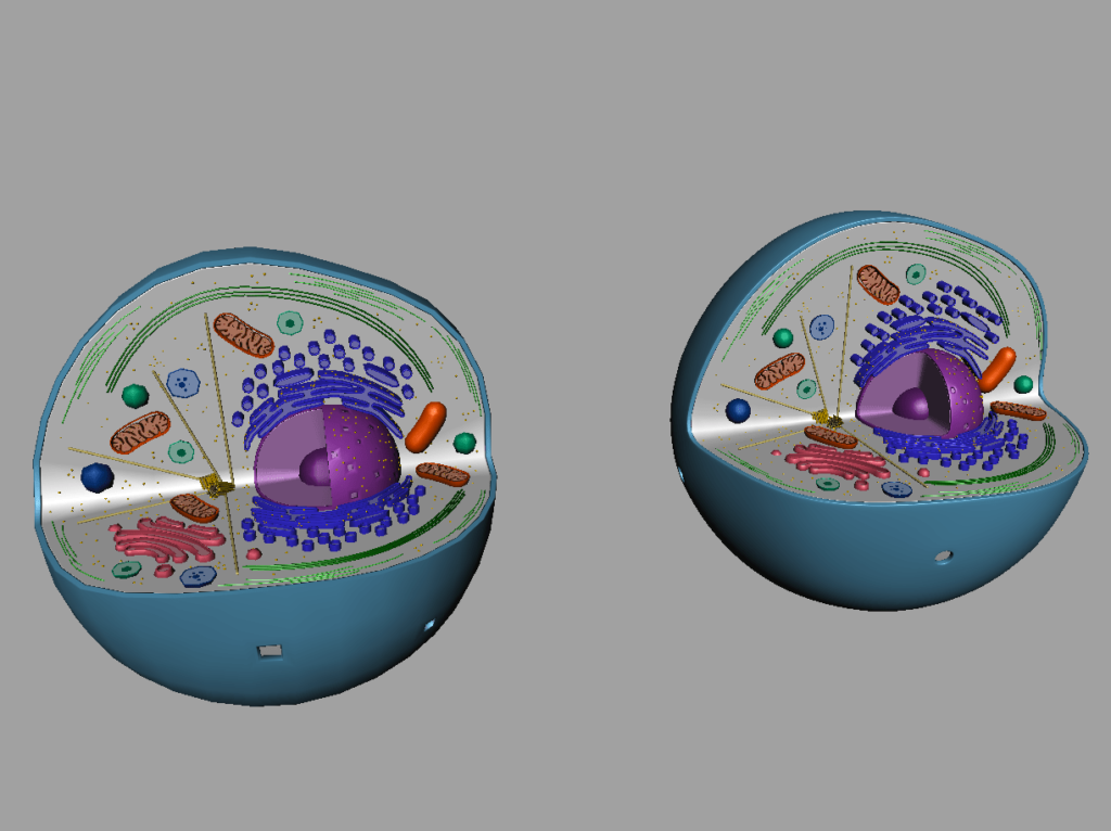 animal-cell-cross-section-3d-model-16