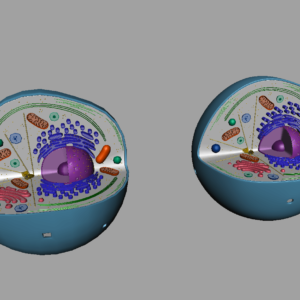 animal-cell-cross-section-3d-model-16