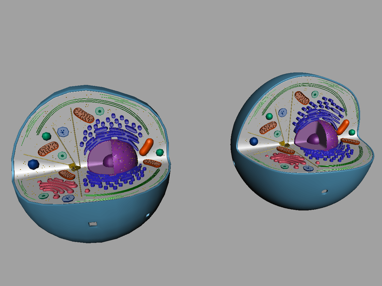 Animal Cell 3D Model - 3D Models World