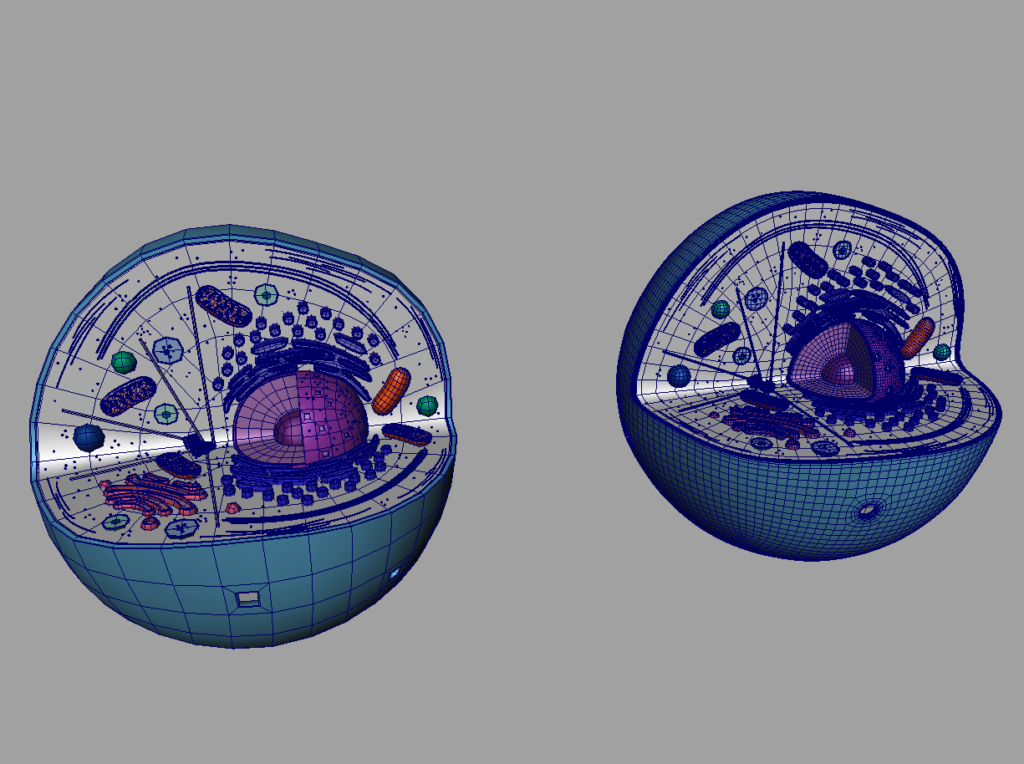 animal-cell-cross-section-3d-model-17