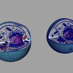 animal-cell-cross-section-3d-model-17