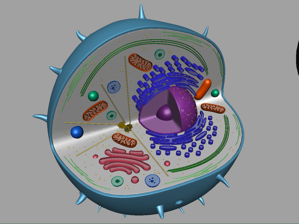 animal-cell-cross-section-3d-model-18