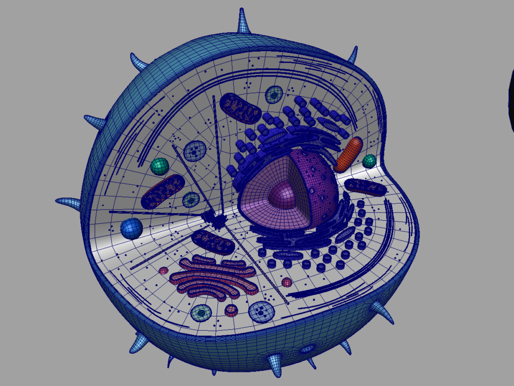 animal-cell-cross-section-3d-model-19